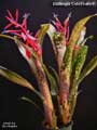 Billbergia 'Cold Fusion'